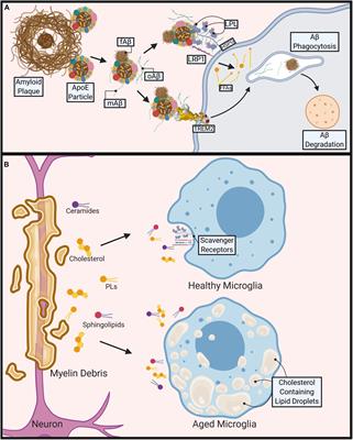 Lipid and Lipoprotein Metabolism in Microglia